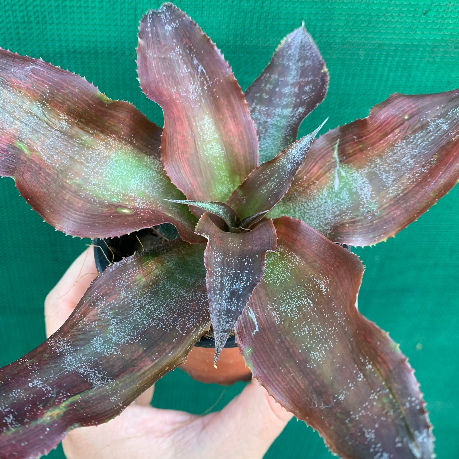 Cryptanthus - Kakadu