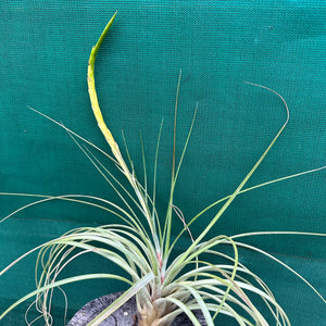 Tillandsia - aff rodrigueziana ‘Yellow’ ex. Richter