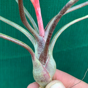 Tillandsia - butzii x bulbosa