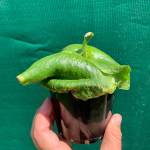 Platycerium - Ellisii