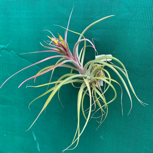 Tillandsia - Phoenix