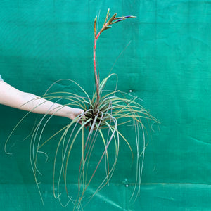 Tillandsia - aff. botterii ex PT NEW