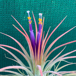 Tillandsia - ionantha ‘APD004’