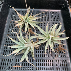 Tillandsia - hondurensis ex. OM