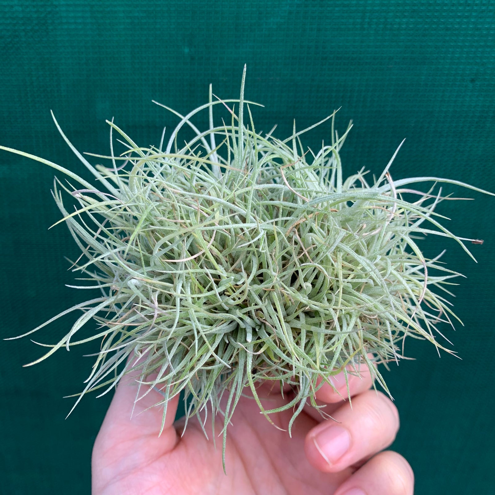 Tillandsia - pringlei