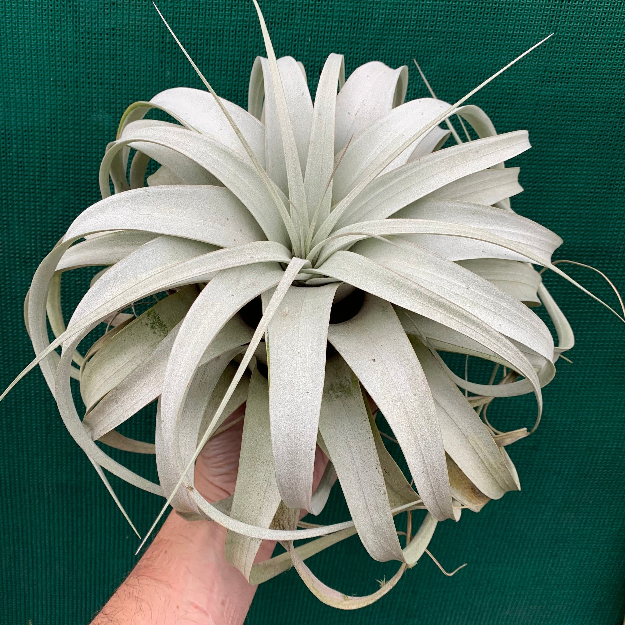 xerographica air plant for sale Tillandsia - xerographica