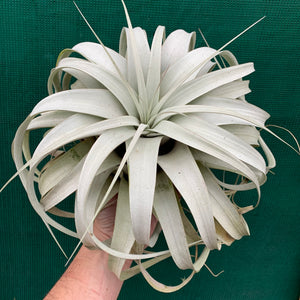 Tillandsia - xerographica