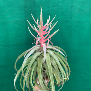 Tillandsia - streptophylla ‘Giant Form’