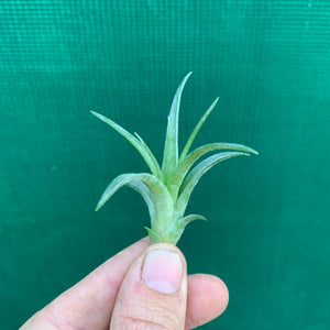 Tillandsia - Leopard