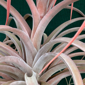 Tillandsia - NOID ‘APD014’