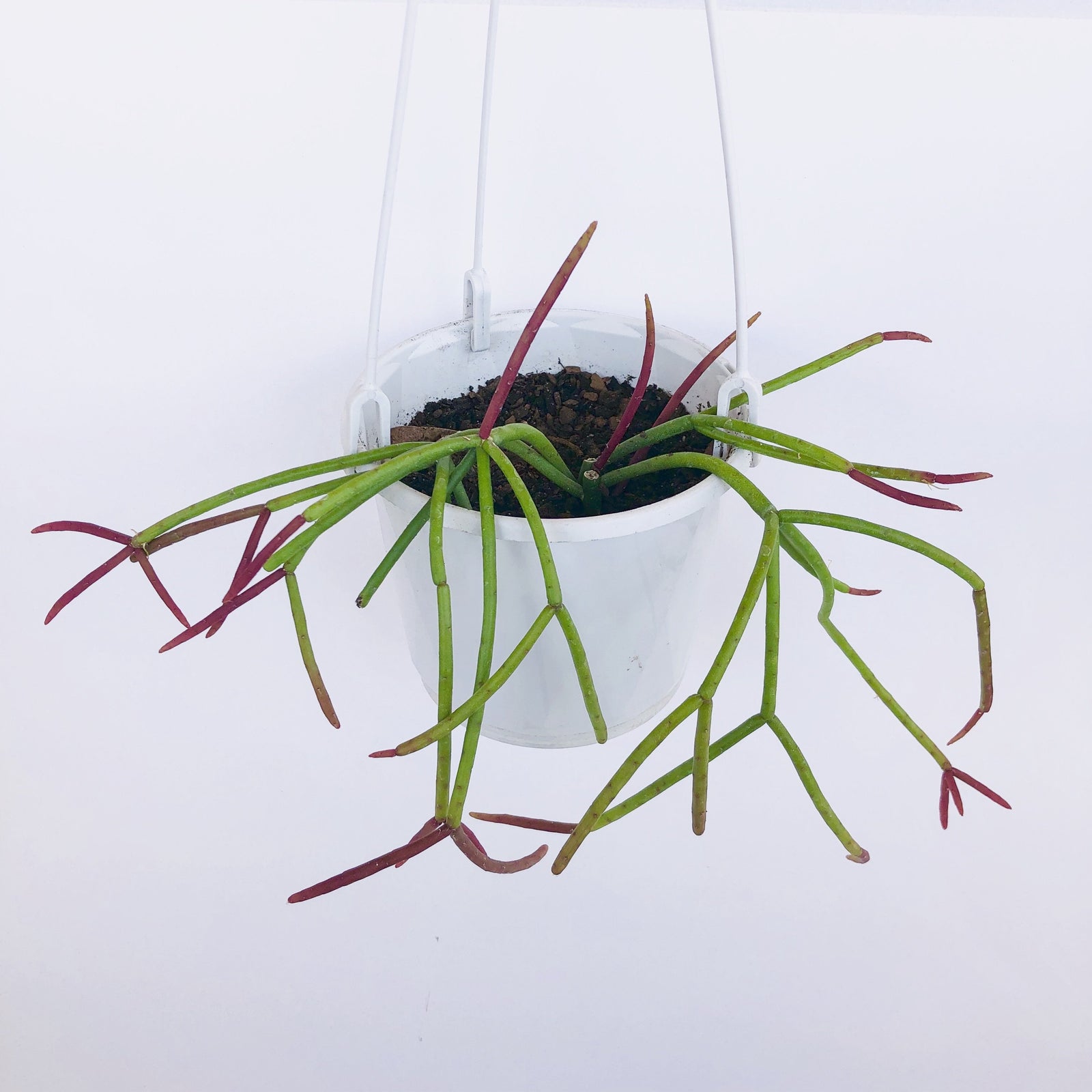 Rhipsalis crythrocarpa ‘Red Coral’ - R41
