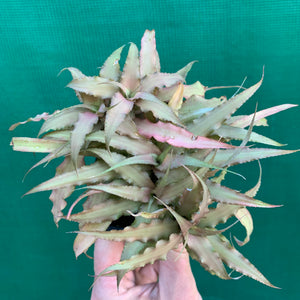 Cryptanthus - Cafe Au Lait