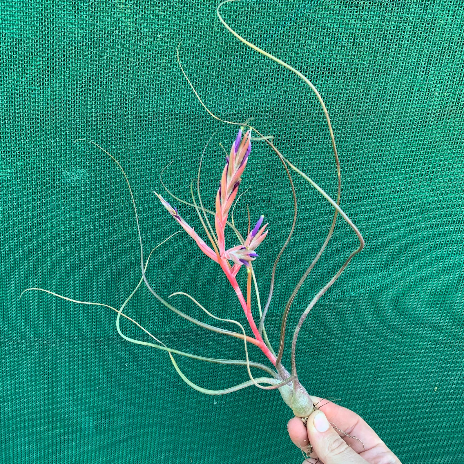 Tillandsia - butzii x bulbosa