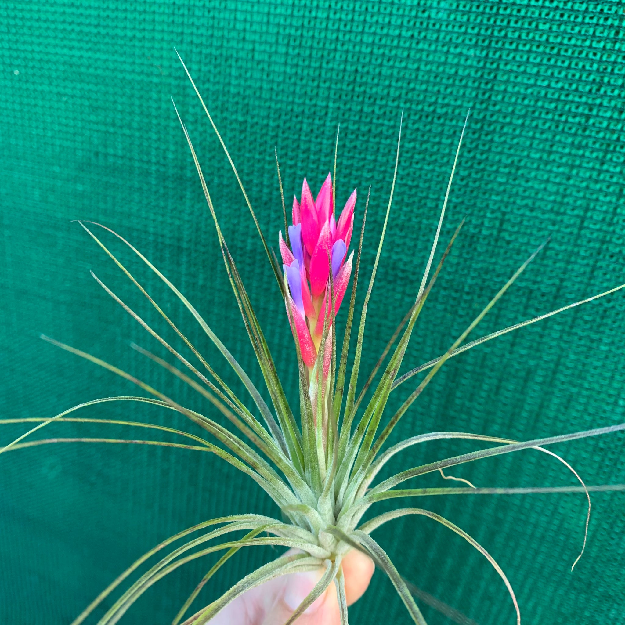 red air plants Tillandsia - stricta 'Red'