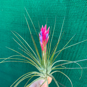 Tillandsia - stricta 'Red'