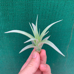 Tillandsia - Jackie Loinaz