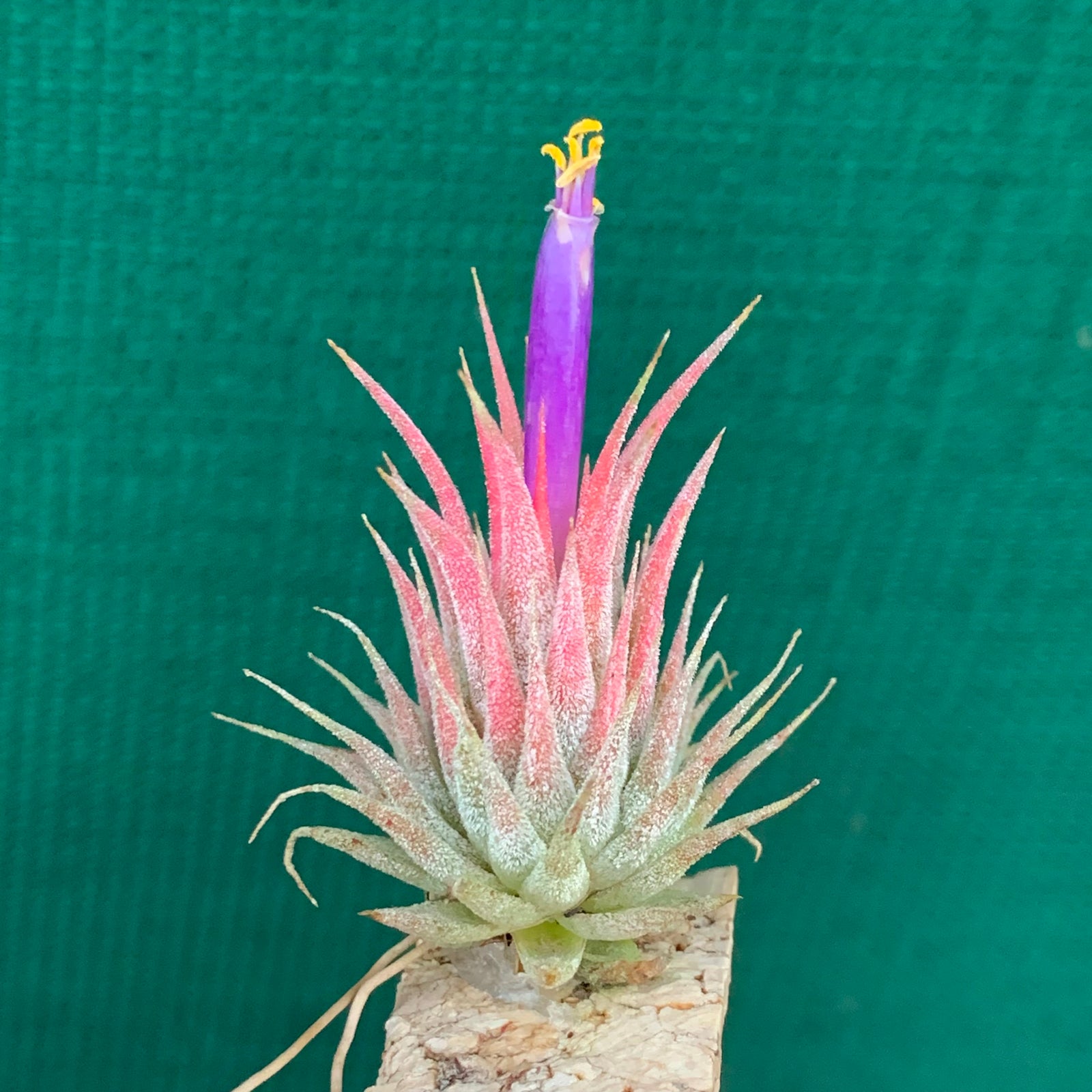 Tillandsia - ionantha ‘Haselnuss’ ex. BH