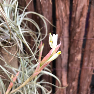 Tillandsia - Cumi-Cumi