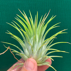 Tillandsia - ionantha ‘Ron’ (Asian Form)