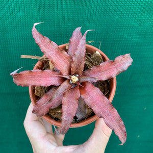 Cryptanthus - Mary Poppins