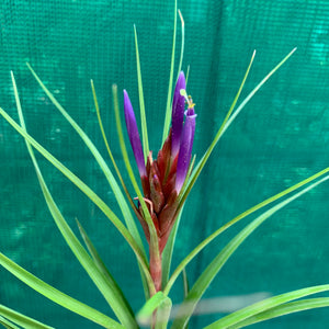 Tillandsia - stricta x fasciculata ex. OM