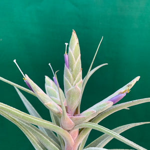 Tillandsia - Ehlersiana x Streptophylla (Nat. Hybrid) ex. BRT