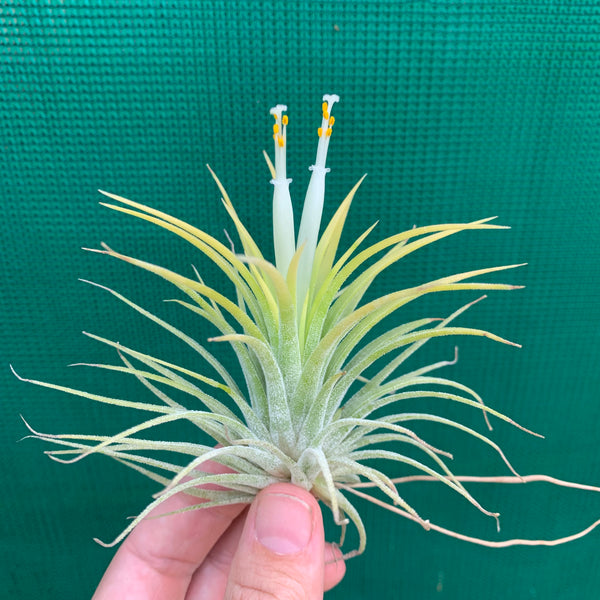 druid air plant Tillandsia - ionantha 'Thai Druid'