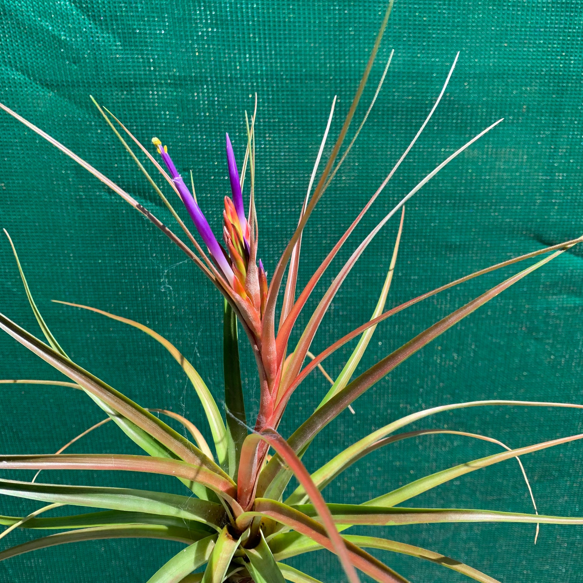 air plants nashville Tillandsia - Nashville ex. GP