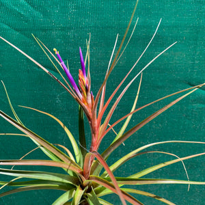 Tillandsia - Nashville ex. GP