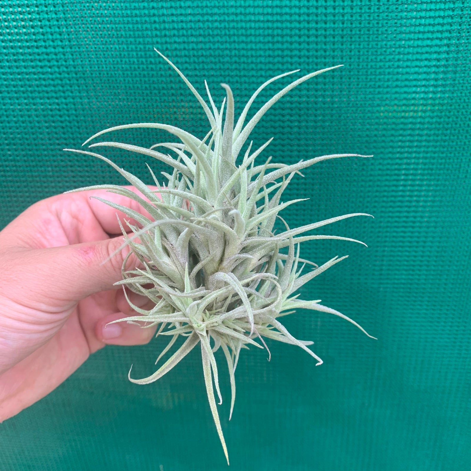 Tillandsia - marconae PB313 (Fragrant)