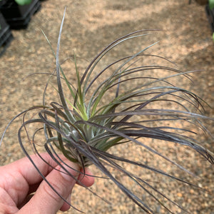 Tillandsia - stricta 'Red'