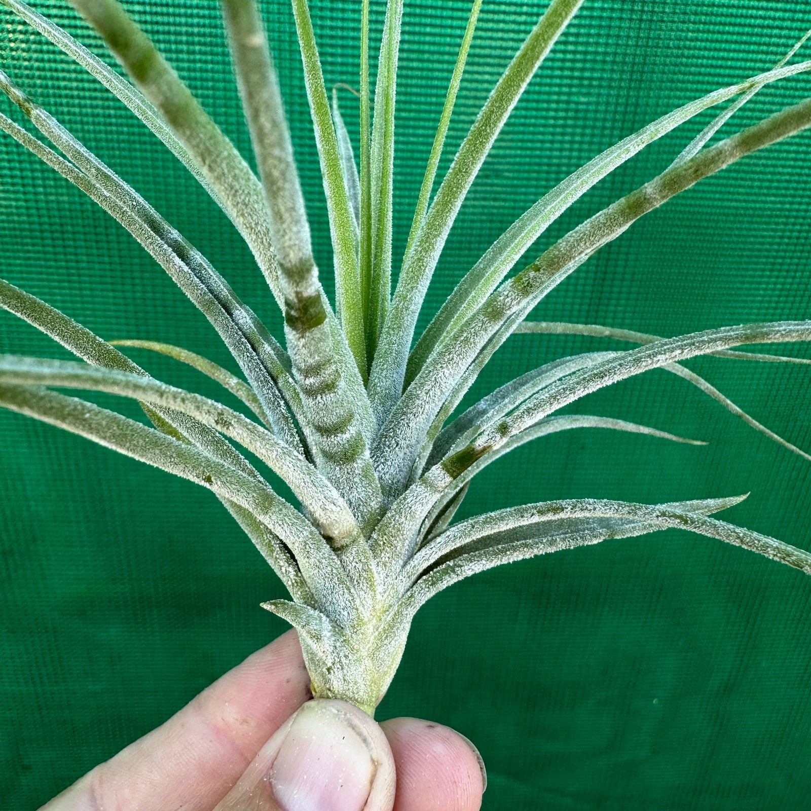 Tillandsia - Green Zebra ex. PT