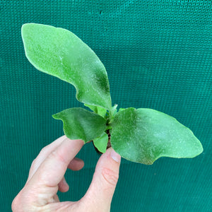 Platycerium - Netherlands ‘Elkhorn Fern’