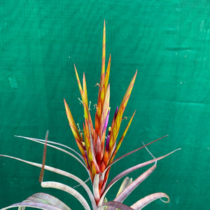 Tillandsia - Cooloola ex. App