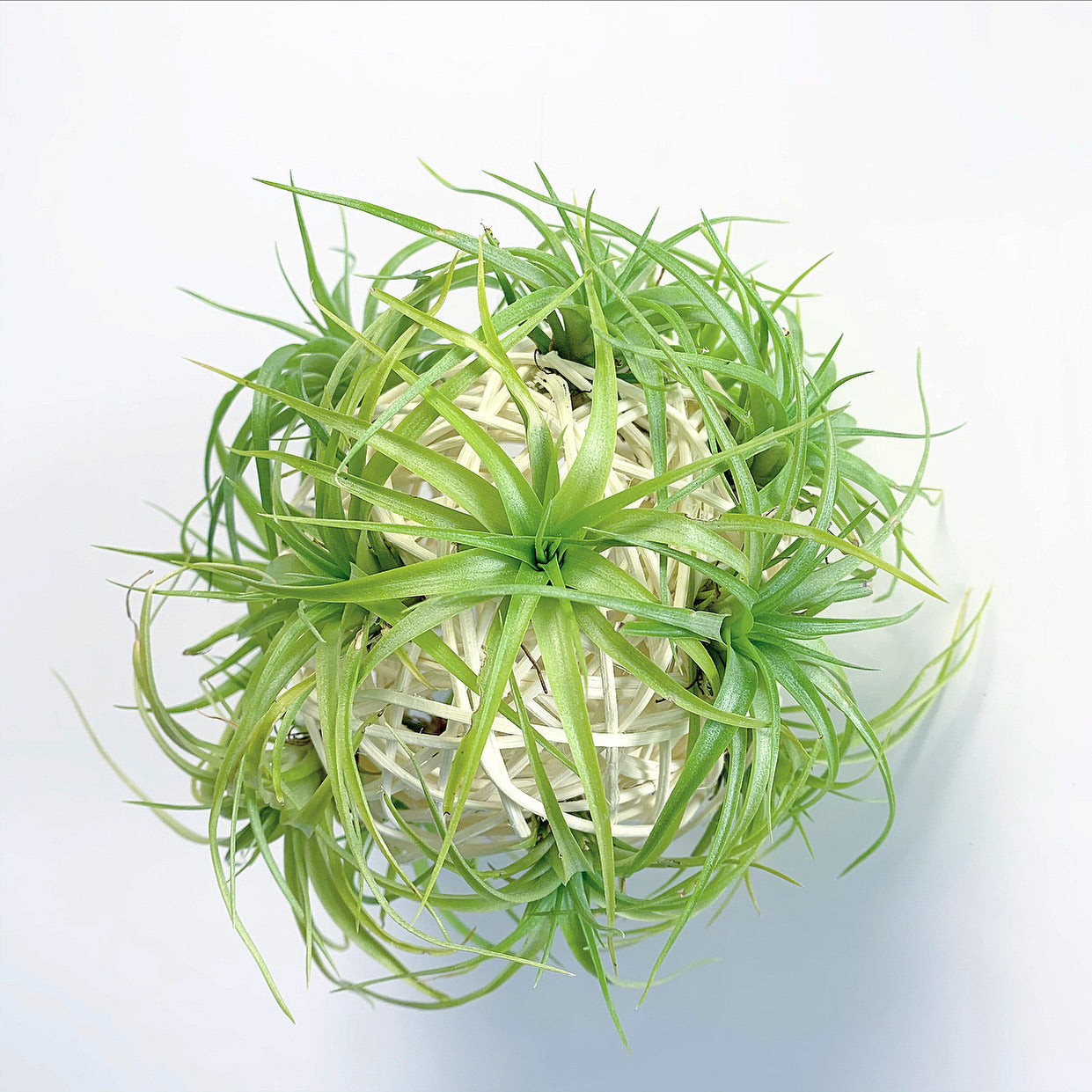 Air Plant Balls