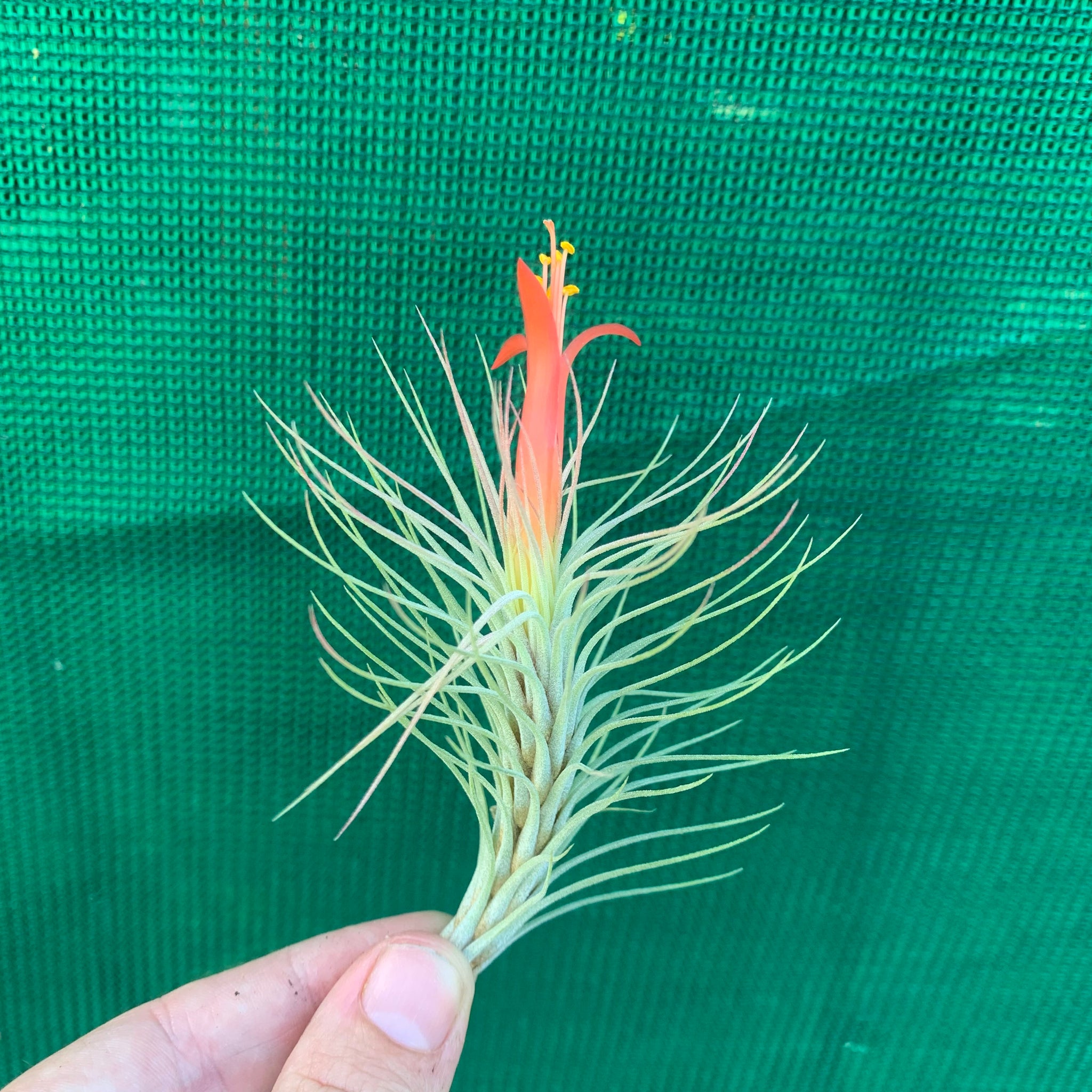 funckiana air plant care Tillandsia - funckiana