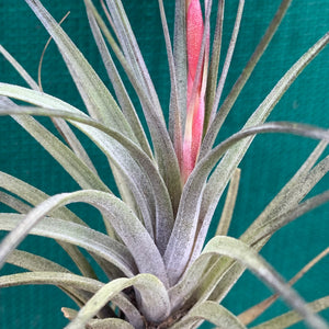 Tillandsia - tenuifolia 'Frosted Purple' ex. PT