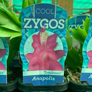 Zygocactus Anapolis
