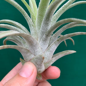 Tillandsia - Silver Trinket