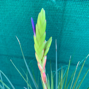 Tillandsia - tricolor