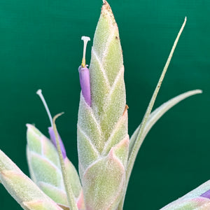 Tillandsia - Ehlersiana x Streptophylla (Nat. Hybrid) ex. BRT