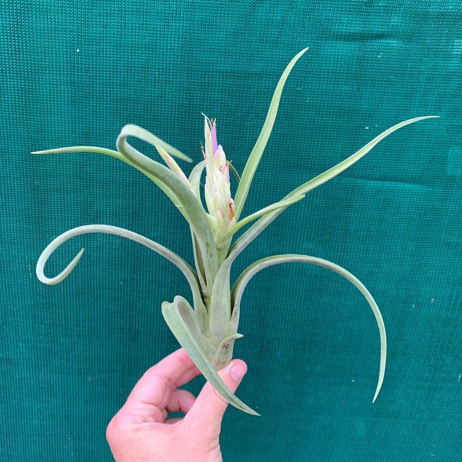 Tillandsia - paucifolia