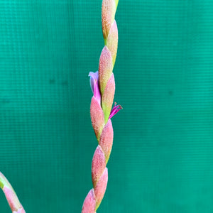 Tillandsia - Incarnata