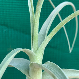 Tillandsia - Paleacea ‘Large Form’ ex. KK