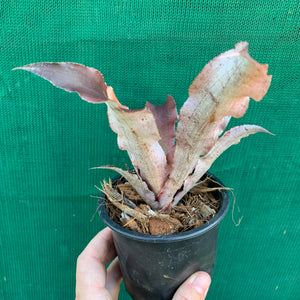 Cryptanthus - Don Garrison