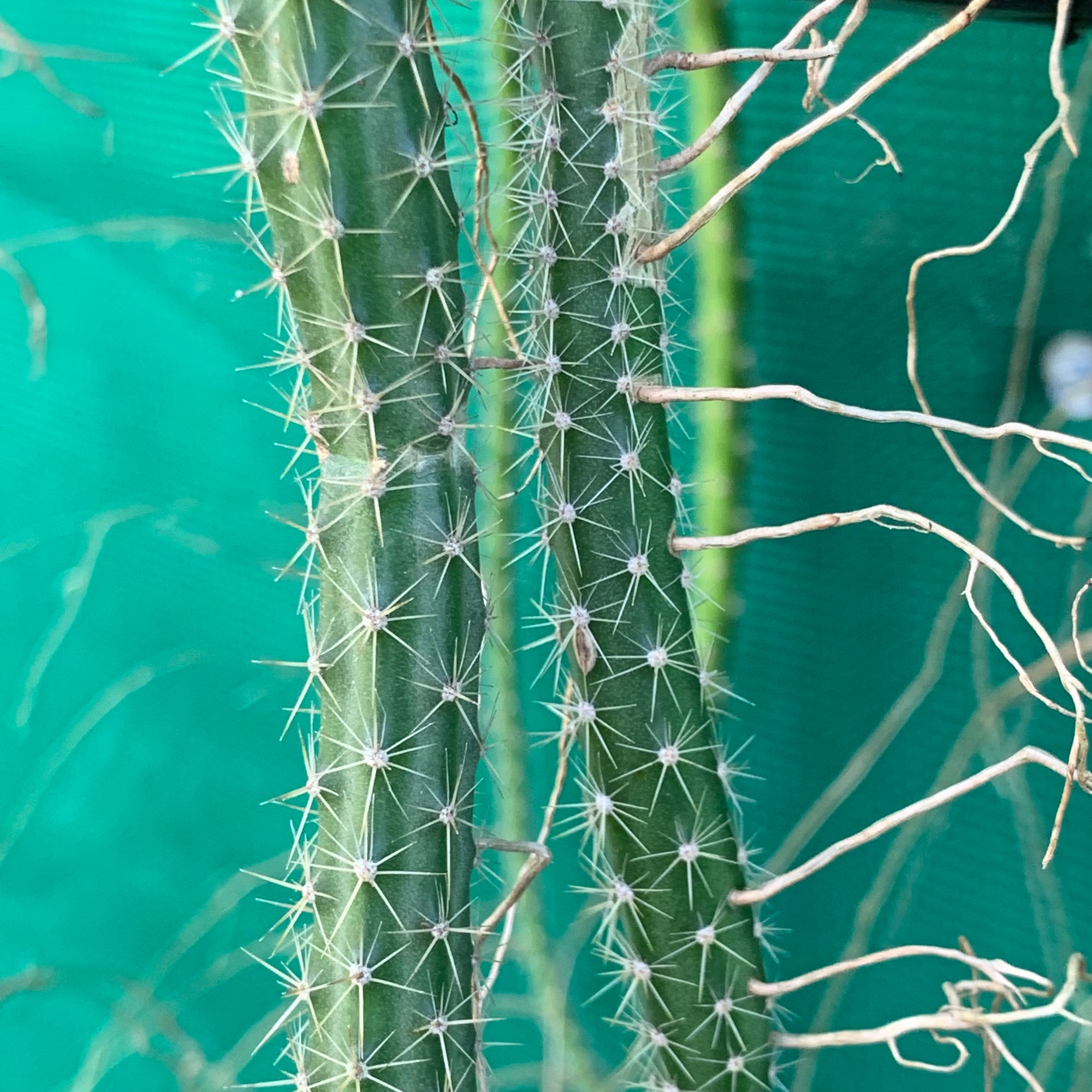 Selenicereus vagans - EP1o