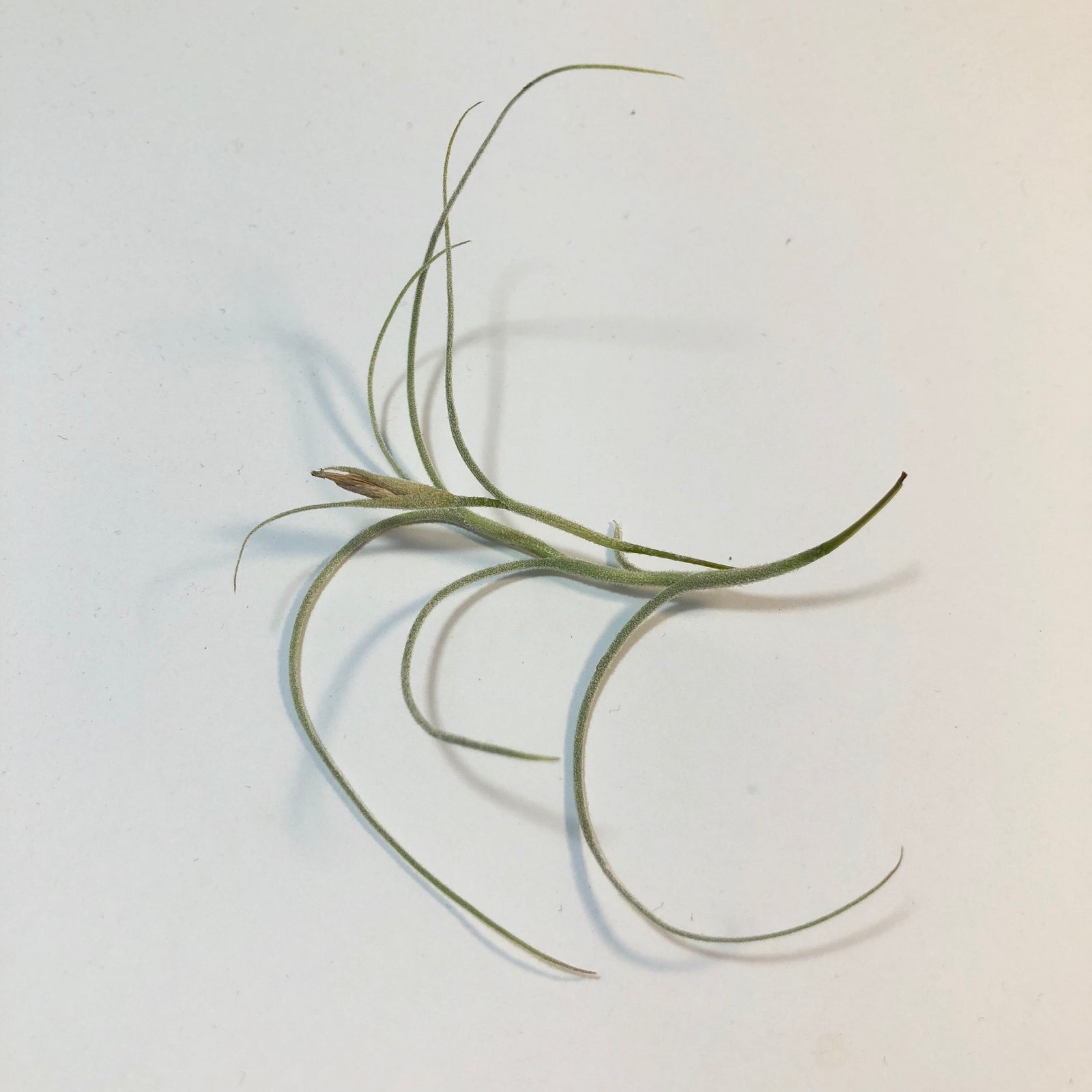 Tillandsia - Kimberly (Fragrant)