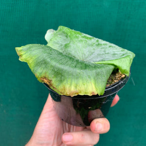 Platycerium - Wandae