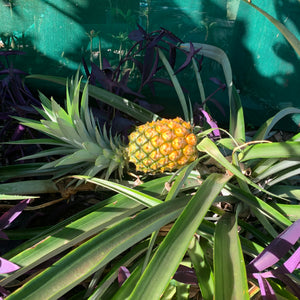 Pineapple ‘Pure Gold’ 73-50