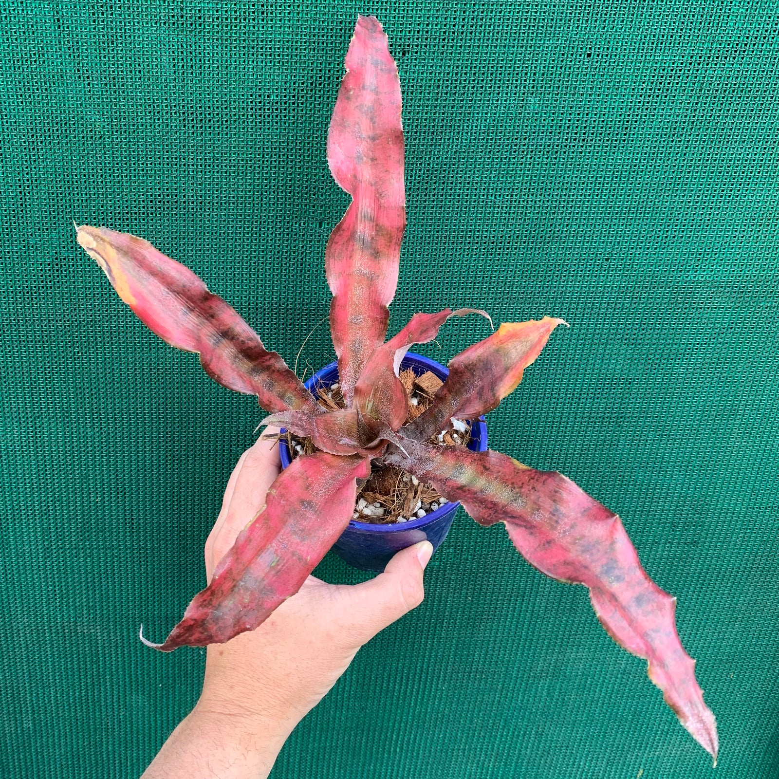 Cryptanthus - Carnival de Rio